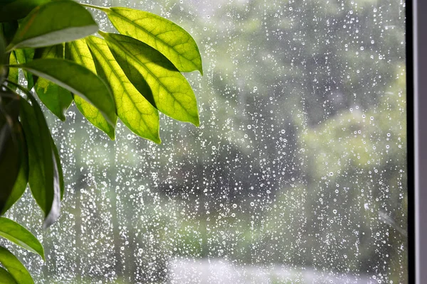 Pencere camına yağmur damlası. Dışarıda yağmur yağıyor. Yağmurlu bir sonbahar günü. Güneş bir bitkinin yapraklarının arasından parlıyor..