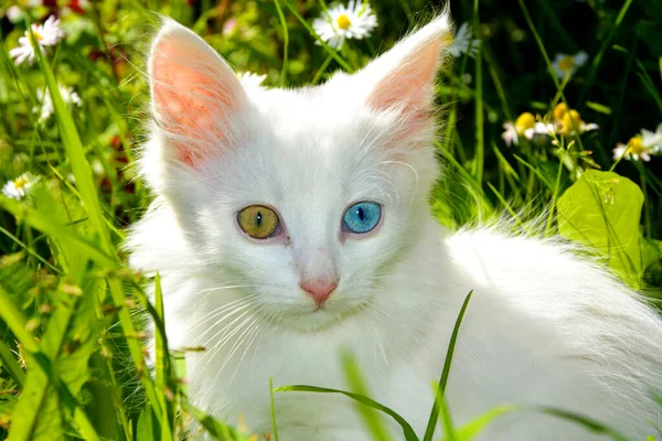 Белый Котенок Глазами Разных Цветов Породистый Питомец — стоковое фото