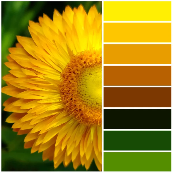 Sušená Květinová Nemortelka Žlutými Květy Barevná Paleta Vycházející Obrázku Odpovídá — Stock fotografie