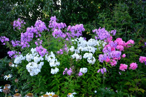 Grand Arbuste Phlox Fleurs Fleurs Multicolores Des Arbustes Fleuris Dans — Photo