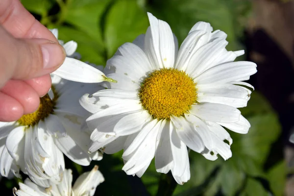 Divination Daisy Close Girl Tears Petal Guesses Love Autumn Flower — Stock Photo, Image