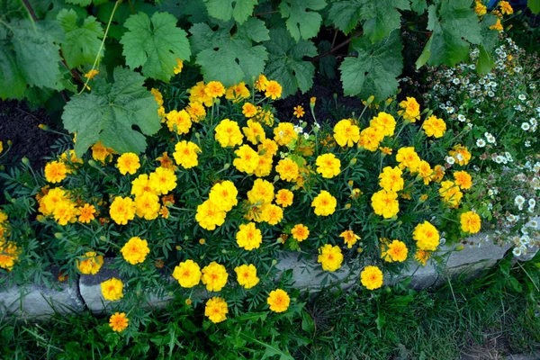 Маленькі Жовті Квіти Клумбі Оточені Іншими Квітучими Чагарниками Квітучі Чагарники — стокове фото