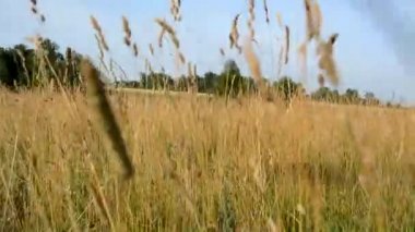 Çimlerin arasında sahada hareket var. Kesilmemiş çimen çayırı. Resimli bir manzara. Bir adam soğuk bir sonbahar gününde çayırda yürür..