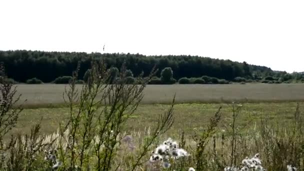 Ett fält sått med spannmål en höstkväll. En äng med oslipat gräs. pittoreska landskap. — Stockvideo
