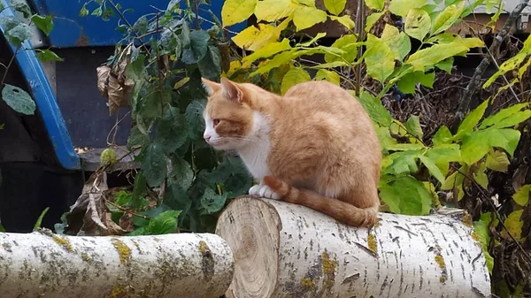 Jeune Chat Roux Repose Sur Arbre Abattu Gros Plan Regarde — Photo