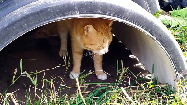 暖かい秋の日に屋外のプラスチックパイプの下に赤い猫が隠れています — ストック写真