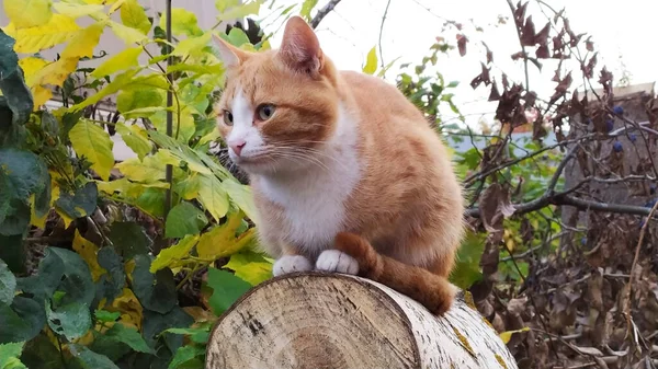 Güz Parkı 'nda kütüğün üzerinde oturup neler olup bittiğini izleyen sevimli kırmızı kedi. Açık havada bir evcil hayvan yürüyor.