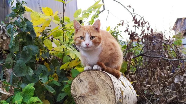 Gato Vermelho Close Sentado Log Livre Dia Quente Outono — Fotografia de Stock