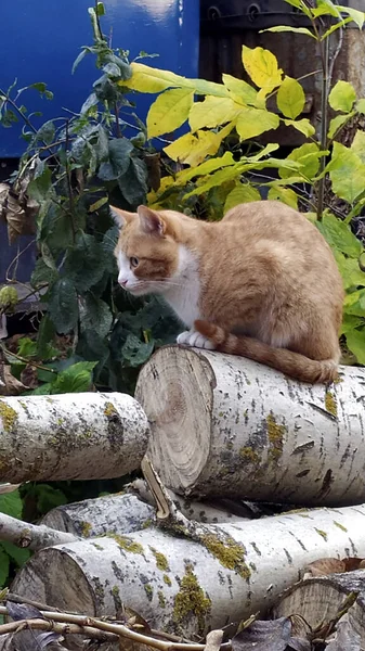 Gato Jovem Ruivo Descansando Tronco Entre Arbustos Outono Animal Estimação — Fotografia de Stock