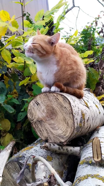 赤い髪の若い猫の倒木の山の上に閉じるまで座っている 秋にはペットが家の近くの通りを歩く — ストック写真