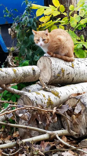 Gato Jovem Ruivo Sentado Uma Pilha Árvores Derrubadas Outono Close — Fotografia de Stock