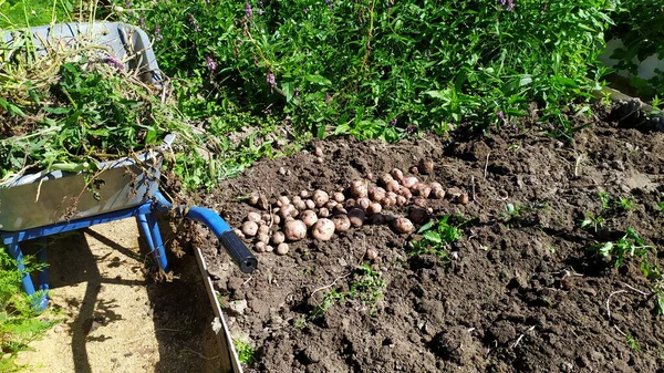 Καθαρίζεις Τον Κήπο Από Ζιζάνια Χόρτο Στο Καρότσι Συγκομιδή Πατάτας — Φωτογραφία Αρχείου