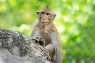 Tayland, Saraburi yaban hayatı kutsal uzun kuyruklu makak