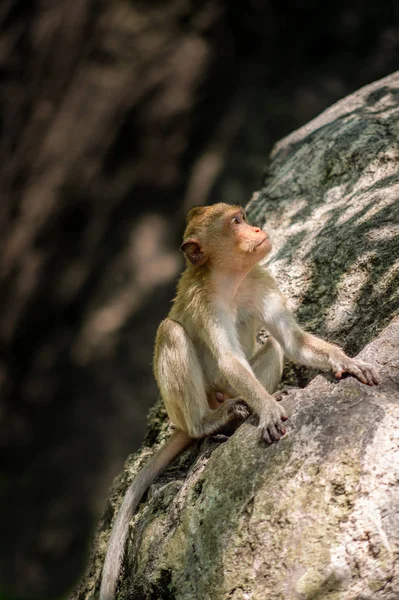 Macaco Cola Larga Tailandia Saraburi Santuario Vida Silvestre —  Fotos de Stock