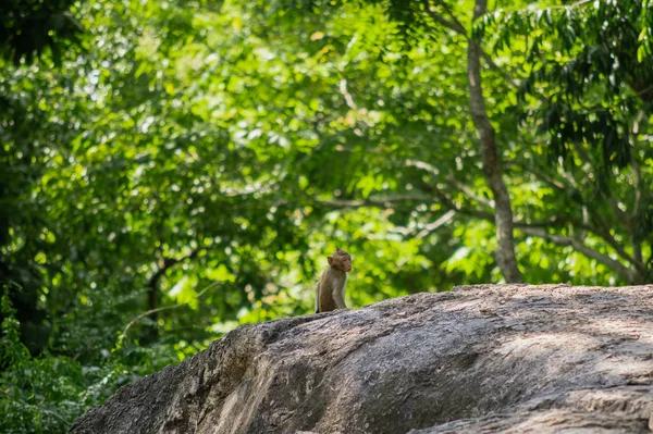 Lange Tailed Makaak Thailand Saraburi Een Wildlife Sanctuary — Stockfoto