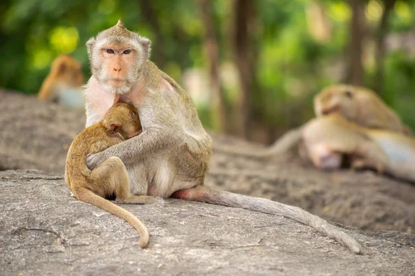 Lange Tailed Makaak Thailand Saraburi Een Wildlife Sanctuary — Stockfoto