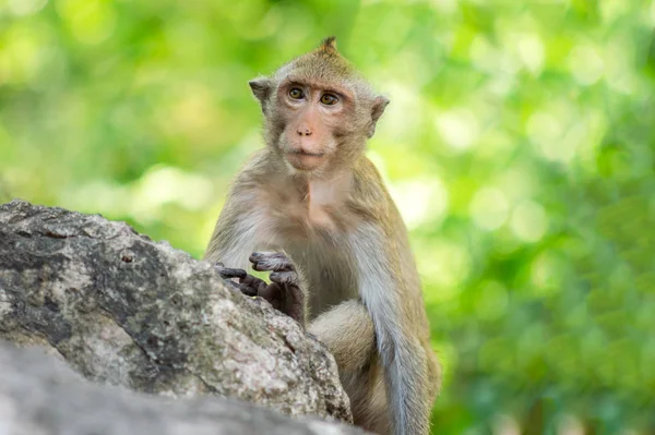 Lange Tailed Makaak Thailand Saraburi Een Wildlife Sanctuary — Stockfoto