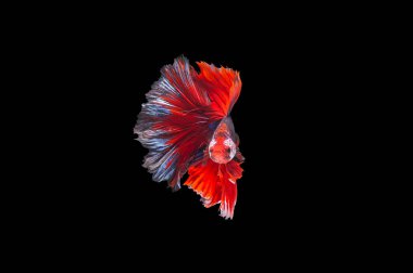 Siyam mücadele üzerinde siyah bacground Tay 's daha iyi izole Balık tankları ve Akvaryumlar için en güzel balık biridir