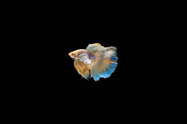 Siyam mücadele üzerinde siyah bacground Tay 's daha iyi izole Balık tankları ve Akvaryumlar için en güzel balık biridir