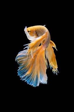 Siyam mücadele üzerinde siyah bacground Tay 's daha iyi izole Balık tankları ve Akvaryumlar için en güzel balık biridir