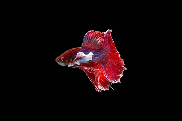 Siamese Fighting Fish Isolated Black Bacground Thai Betta One Most — Stock Photo, Image