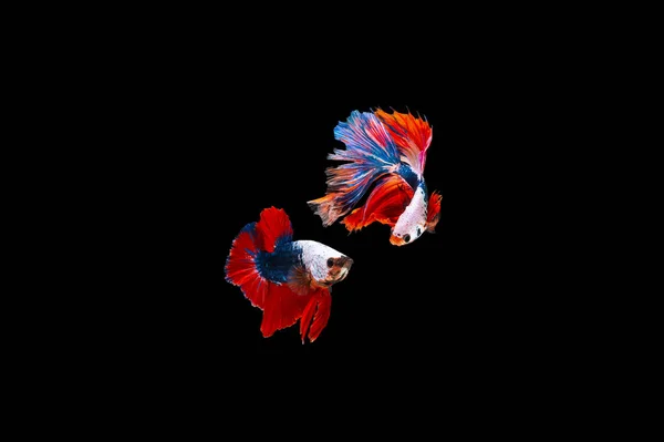 Siamese Fighting Fish isolated on black bacground Thai\'s betta is one of the most beautiful fish for tanks and aquariums