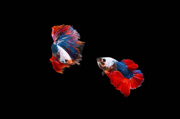 Siamese Fighting Fish Isolated Black Bacground Thai Betta One Most — стоковое фото