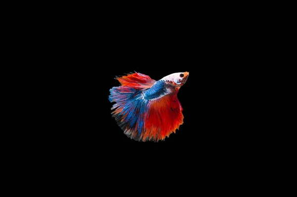 Siamese Fighting Fish Isolated Black Bacground Thai Betta One Most — Stock Photo, Image