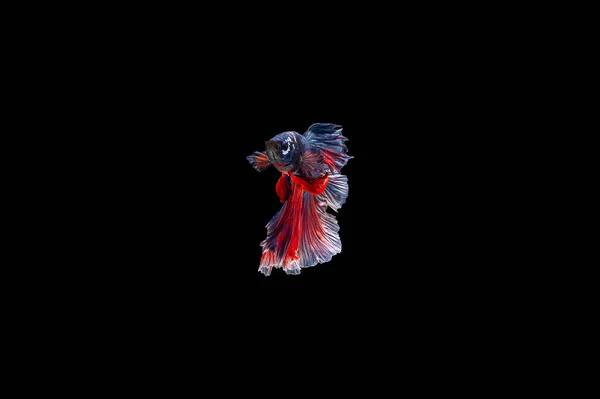 Siamese Fighting Fish Isolated Black Bacground Thai Betta One Most — Stock Photo, Image