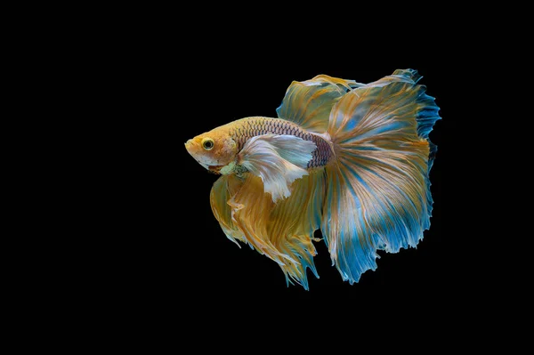 Siamese Fighting Fish Isolated Black Bacground Thai Betta One Most — Stock Photo, Image