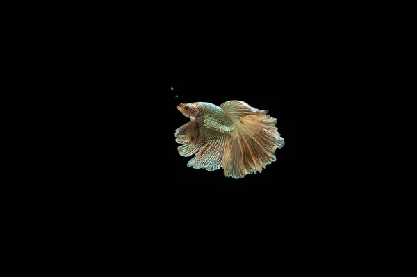 Сіамські Файтинг Риби Ізольовані Чорний Bacground Тайський Бетта Одним Найкрасивіших — стокове фото