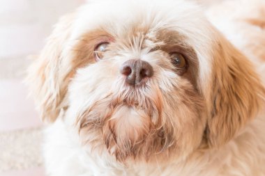 mutlu (shih tzu) köpek bisküvi yemek mutlu görünüyordu ama kürk (seçici odak ve ton ayarı ile kirli)