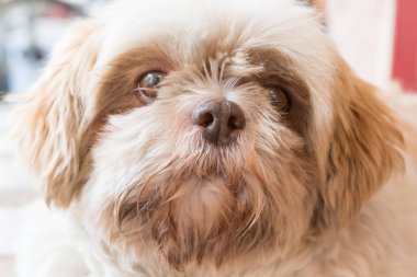 mutlu (shih tzu) köpek bisküvi yemek mutlu görünüyordu ama kürk (seçici odak ve ton ayarı ile kirli)