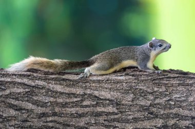 Kızıl sincap uğraşırken ve yemek sonrası süreçte seçici odak ve renk ayarı ile bir doğada yaşayan ağaç üzerinde arıyorsunuz Tayland