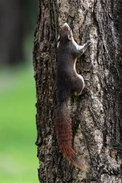 Écureuil Roux Thaïlande Jouer Autour Recherche Nourriture Sur Arbre Vivant — Photo