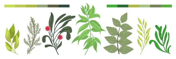 Zöld Erdőben Levelek Gyógynövények Ágak Trópusi Növényzet Vektor Elemek Meghatározott — Stock Vector