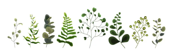 Colección Vegetación Hojas Plantas Bosque Hierbas Eucalipto Tropical Hojas Primavera — Vector de stock