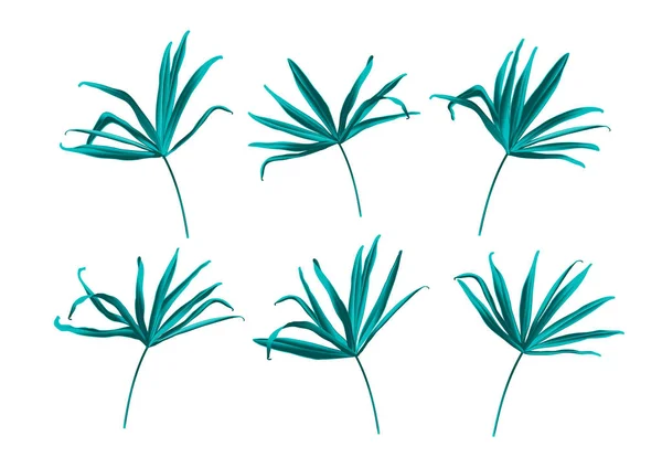 Folha Tropical Selva Verde Palmeira Ventilador Isolada Fundo Branco Botanical —  Vetores de Stock