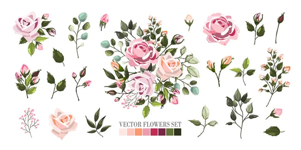 Set bleke roze roos-bloemen en groene bladeren branch, boeketten, arrangementen — Stockvector