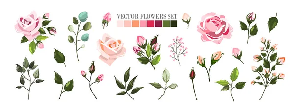 Set van bleke roze roos-bloemen en groene bladeren bloemen boeketten, tak — Stockvector