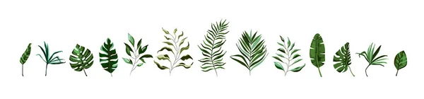 Sammlung von tropischem Grün Blatt Pflanze Kräuter Blätter Monstera Palme — Stockvektor