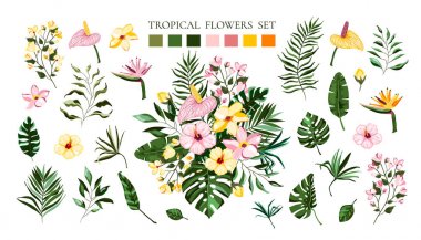 Tropikal egzotik çiçekler frangipani ebegümeci calla yeşil monstera palmiye yaprakları seti