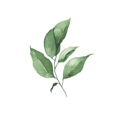 Suluboya tropikal yeşillik çiçek yaprak bitki orman bitki bahar