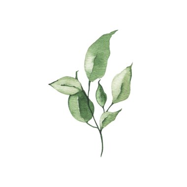 Suluboya tropikal yeşillik çiçek yaprak bitki orman bitki bahar