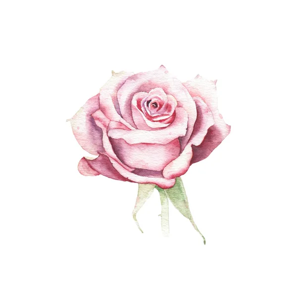 Akwarela flora kwiat na białym tle rose roślina Sprężyna wiosna zioło — Zdjęcie stockowe