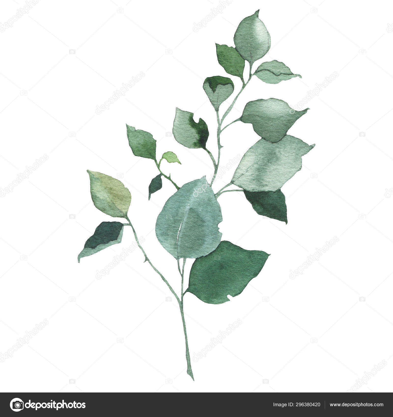 Akvarell grönska blomblad växt skog ört vårflora isolerade