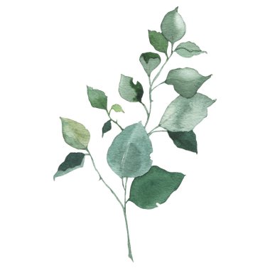 Suluboya yeşillik çiçek yaprağı bitki orman bitki bahar flora izole