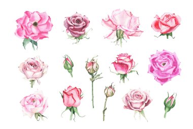 Suluboya koleksiyonu pembe bordo mor kırmızı gül tomurcuk çiçek
