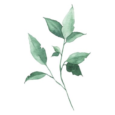 Suluboya yeşillik çiçek yaprağı bitki orman bitki bahar flora izole