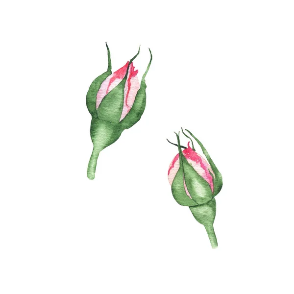 水彩ピンクのバラの芽の植物植物ハーブ春の植物孤立 — ストック写真